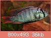         

:  haplochromisspblueobliqa.jpg
:  673
:  36,0 KB