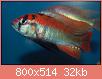         

:  haplochromisspflameback.jpg
:  698
:  32,2 KB