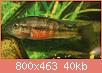         

:  harpagochromissporanger.jpg
:  697
:  40,0 KB