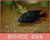         

:  lithochromisrubripinnist.jpg
:  721
:  40,9 KB