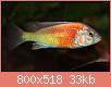         

:  ptyochromissphippopoint.jpg
:  671
:  32,6 KB