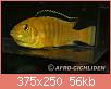         

:  Labidochromis-caeruleus_w_375.jpg
:  193
:  55,8 KB
