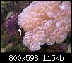         

:  coral1.JPG
:  249
:  114,6 KB
