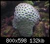         

:  coral3.JPG
:  246
:  132,0 KB