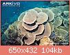         

:  Montipora-coral-Montipora-mactanensis.jpg
:  356
:  104,0 KB