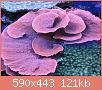         

:  montipora_coral.jpg
:  399
:  120,7 KB