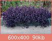         

:  tradescantia-pallida-purpurea.jpg
:  284
:  89,5 KB