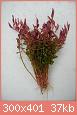         

:  Rotala rotundifolia.jpg
:  198
:  36,9 KB