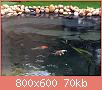         

:  pond (38).jpg
:  979
:  70,4 KB