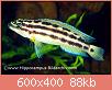         

:  Julidochromis-ornatus-A38940-.jpg
:  262
:  88,1 KB