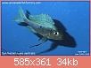         

:  Opthalmotilapia ventralis - blue85.jpg
:  271
:  33,6 KB