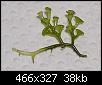         

:  plant1.jpg
:  366
:  37,9 KB