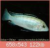         

:  Labidochromis%20caeruleus%20white%205a-0-10.jpg
:  405
:  122,2 KB