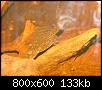         

:  pleco.JPG
:  366
:  132,8 KB