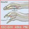         

:  1500px-Pharyngeal_jaws_of_moray_eels.svg.jpg
:  578
:  48,4 KB