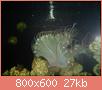         

:  bubblue bubble coral.jpg
:  293
:  27,1 KB