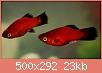         

:  Platy-Fish-500x292.jpg
:  631
:  23,0 KB