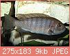         

:  images fish.jpg
:  397
:  9,4 KB