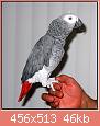         

:  congo-african-grey.jpg
:  411
:  45,8 KB