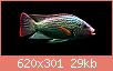         

:  Oreochromis_rend1.jpg
:  705
:  28,7 KB