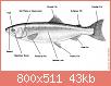         

:  External_Salmon_Anatomy.jpg
:  983
:  42,8 KB