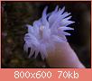         

:  coral8.jpg
:  403
:  70,1 KB