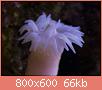         

:  coral10.jpg
:  405
:  65,6 KB