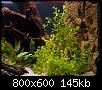         

:  planted5.jpg
:  418
:  145,5 KB