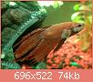         

:  betta-fish-ich.jpg
:  224
:  73,5 KB