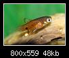         

:  macro1 platy.jpg
:  676
:  47,7 KB