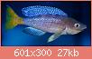         

:  cyprichromis_leptosoma_male_1.jpg
:  251
:  26,9 KB