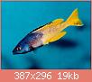         

:  CyprichromisLeptosoma_Kitumba_01.jpg
:  247
:  19,0 KB