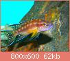         

:  Neolamprologus buescheri.jpg
:  155
:  62,4 KB