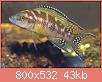         

:  neolamprologus_buescheri_mlp0081.jpg
:  148
:  43,4 KB