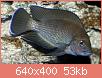         

:  1394549418_lamprologus-mura-2.jpg
:  124
:  53,0 KB