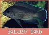         

:  Neolamprologus-moorii.jpg
:  104
:  54,0 KB