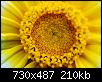         

:  flower stat.jpg
:  375
:  209,5 KB