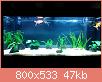         

:  aquarium_1.jpg
:  875
:  47,3 KB