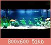         

:  aquarium 1.jpg
:  385
:  50,6 KB