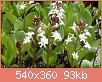         

:  Menyanthes T..jpg
:  313
:  93,3 KB