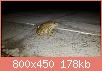         

:  frog.jpg
:  399
:  177,5 KB
