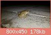         

:  frog.jpg
:  398
:  177,5 KB