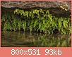         

:  rsz_1rsz_maidenhair_fern_adiantum.jpg
:  385
:  93,2 KB