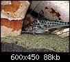         

:  Pimelodus Pictus.jpg
:  848
:  88,4 KB