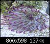         

:  anemone.jpg
:  1874
:  137,4 KB