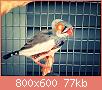         

:  aviary-image-1469798006043.jpg
:  230
:  77,0 KB