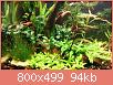         

:  new plants.jpg
:  246
:  94,4 KB