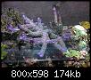         

:  koralli01.JPG
:  364
:  174,4 KB