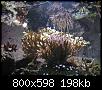         

:  koralli05.JPG
:  299
:  197,7 KB