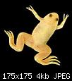         

:  frog_african_clawed_gold.jpg
:  266
:  3,9 KB